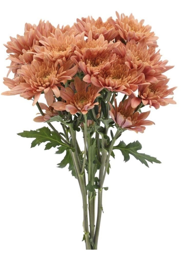 Chrysanthemum spray veronica salmon | Wholesale flowers, plants and supplies Chrysanthemum spray veronica salmon