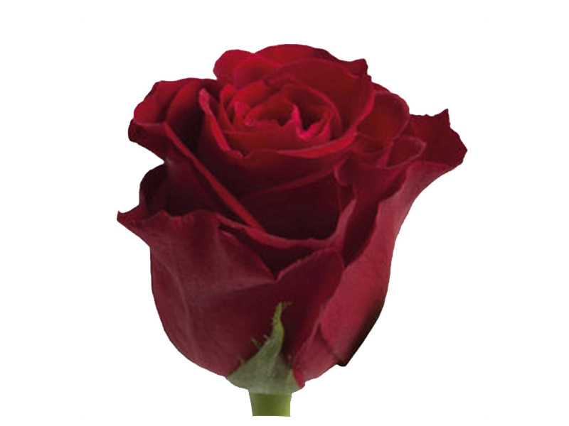 Rose furiosa | Wholesale flowers, plants and supplies Rose furiosa