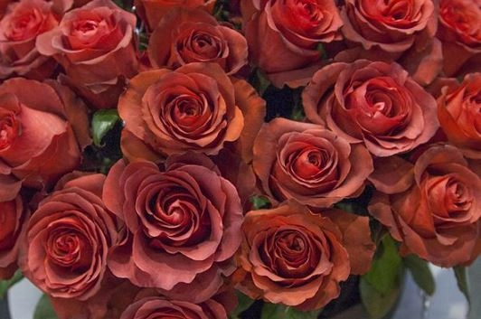 Rose matilda | Wholesale flowers, plants and supplies Rose matilda