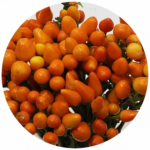 Capsicum orange candy orange