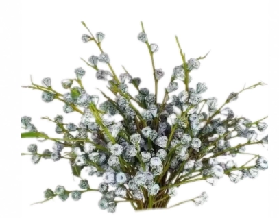 Blad Eucalyptus green special