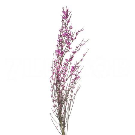 Genista tinted cerise
