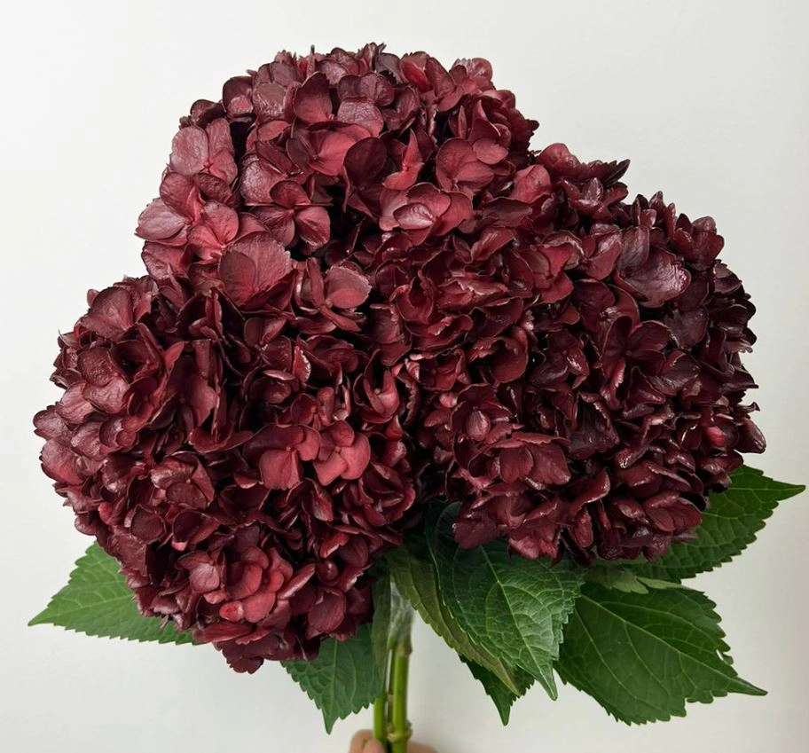 Hydrangea jumbo burgundy | Wholesale flowers, plants and supplies Hydrangea jumbo burgundy