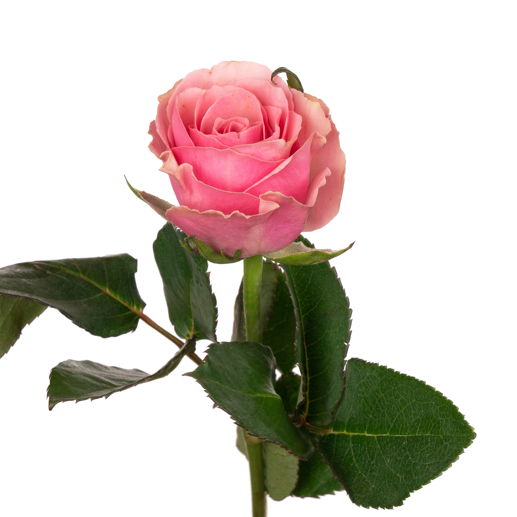 Rose celeb | Wholesale flowers, plants and supplies Rose celeb