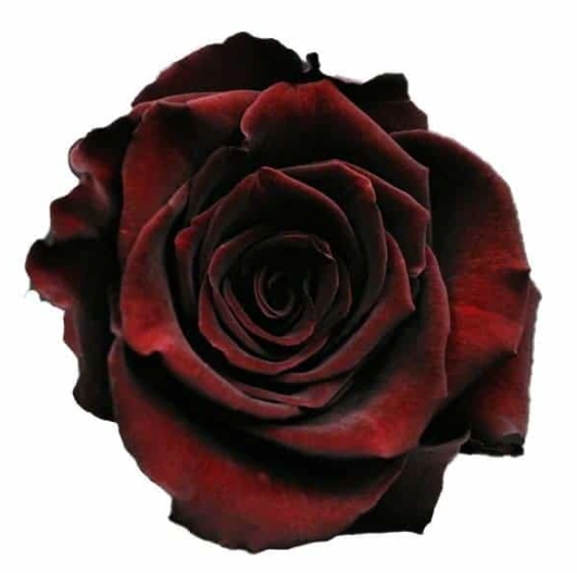 Rose black baccara | Wholesale flowers, plants and supplies Rose black baccara