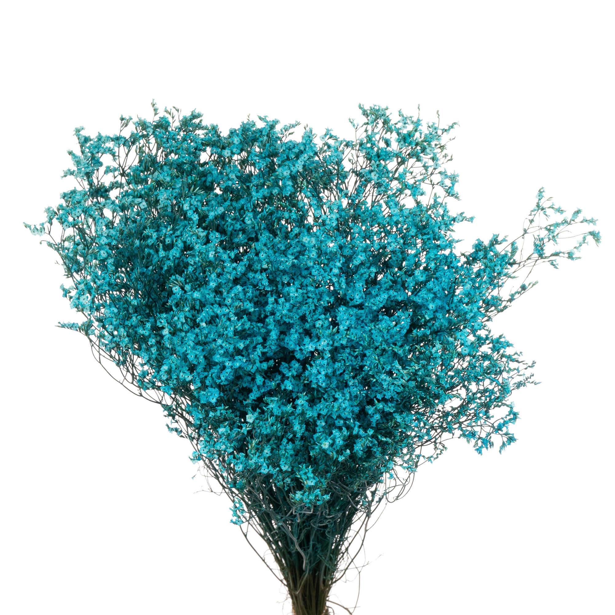 Limonium blue | Wholesale flowers, plants and supplies Limonium blue