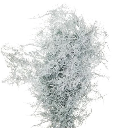 Blad Asparagus vrf white