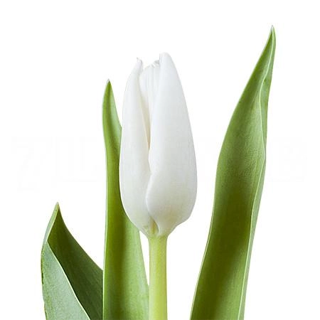 Tulip enkel white dream
