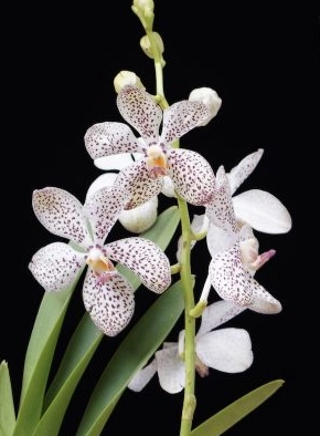 Mokara christiane | Wholesale flowers, plants and supplies Mokara christiane
