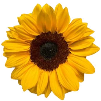 Helianthus vincents choice | Wholesale flowers, plants and supplies Helianthus vincents choice