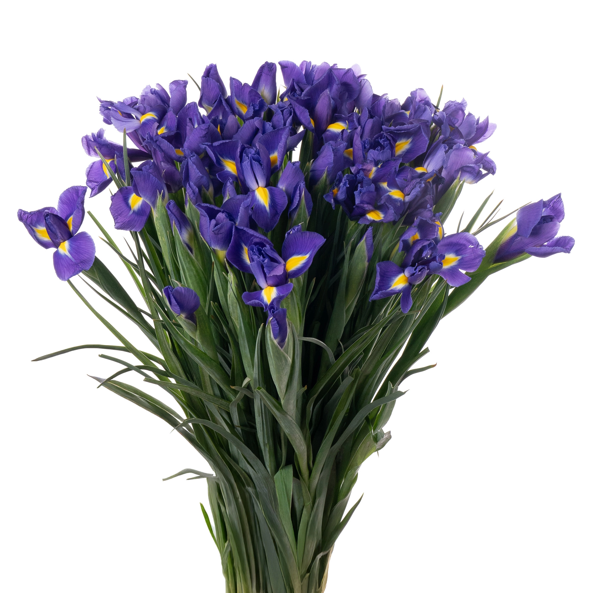 Iris blue magic