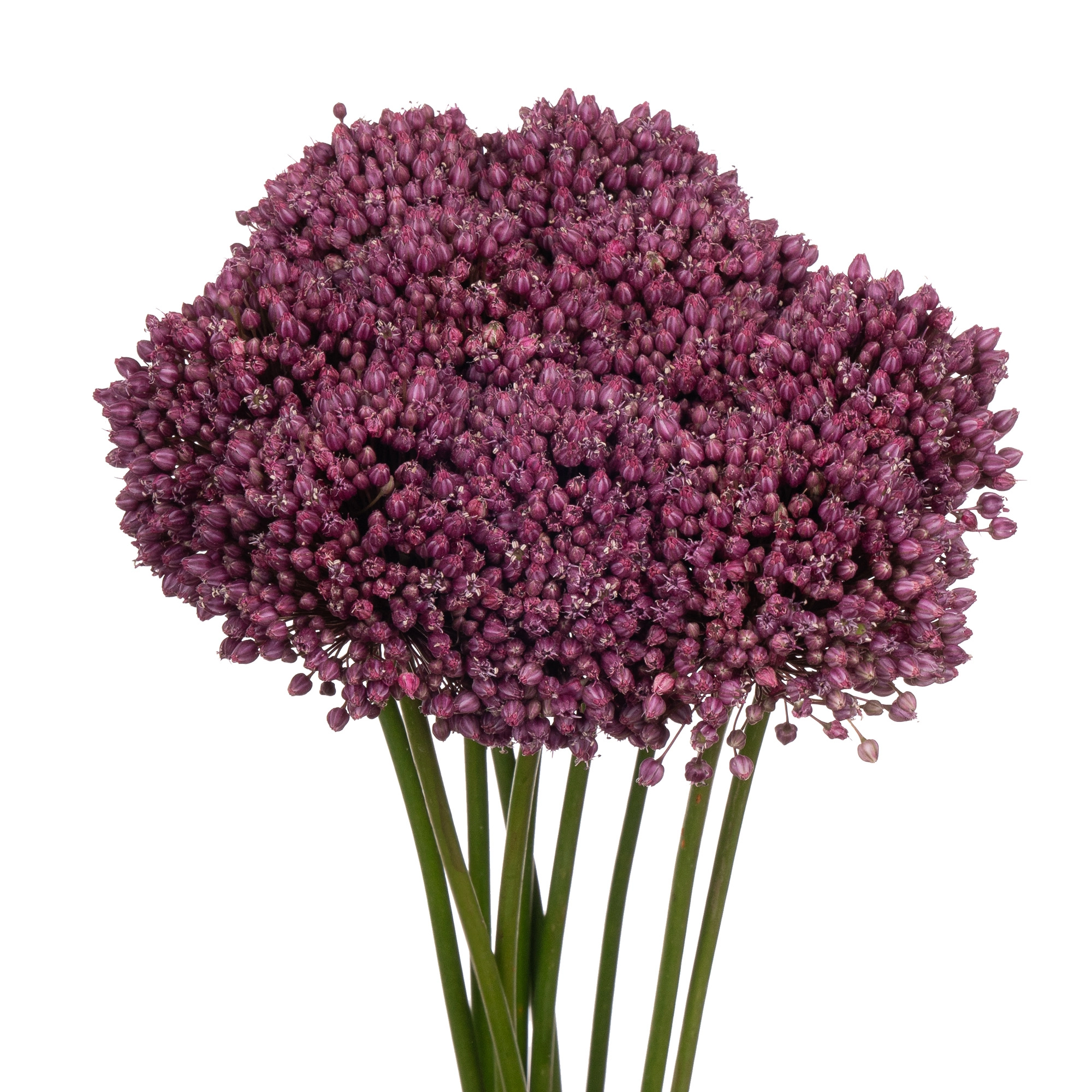 Allium purple mystery