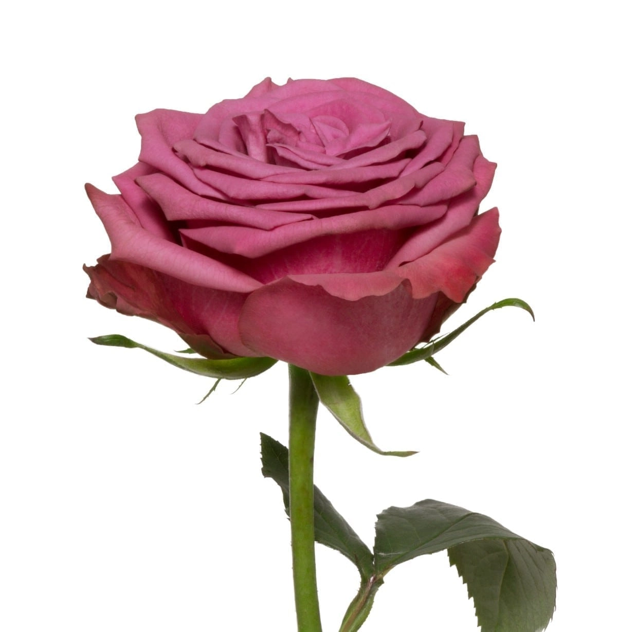 Rose blueberry | Wholesale flowers, plants and supplies Rose blueberry