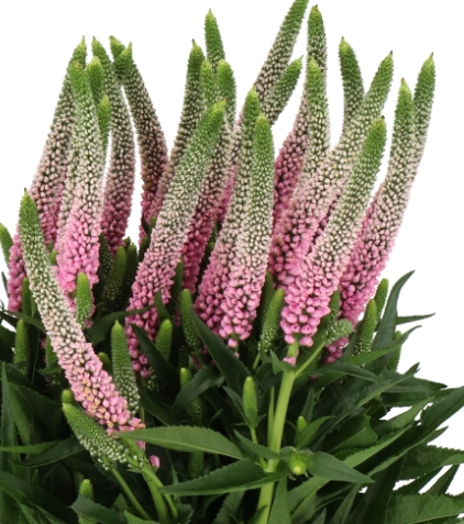 Veronica smart roswitha | Wholesale flowers, plants and supplies Veronica smart roswitha
