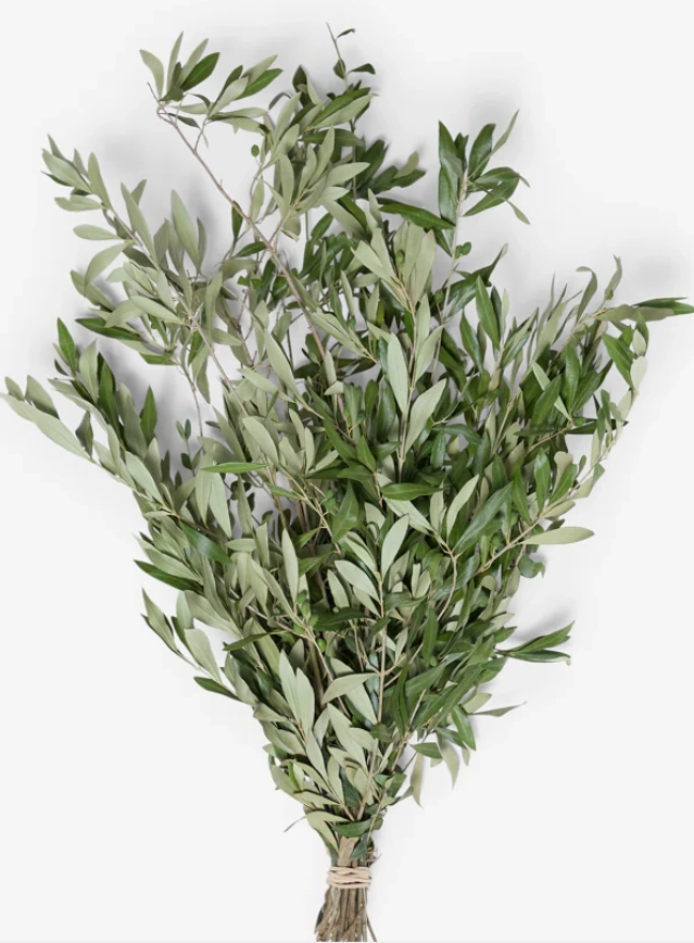 Blad oliva | Wholesale flowers, plants and supplies Blad oliva