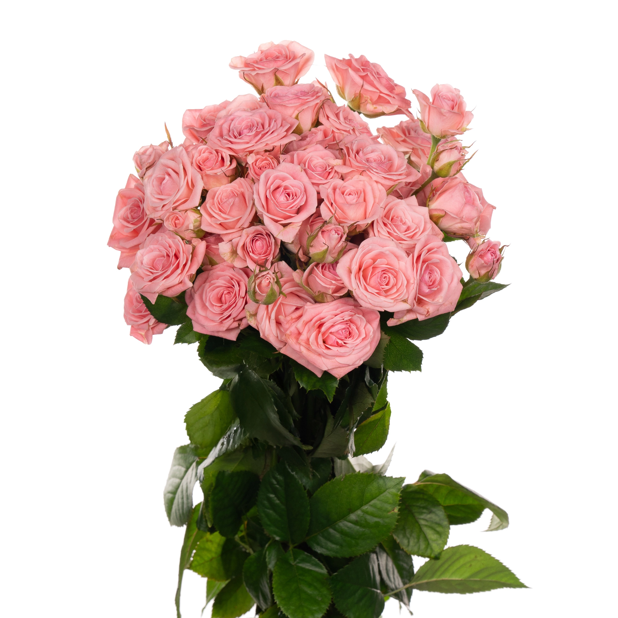 Rose spray odilia | Wholesale flowers, plants and supplies Rose spray odilia