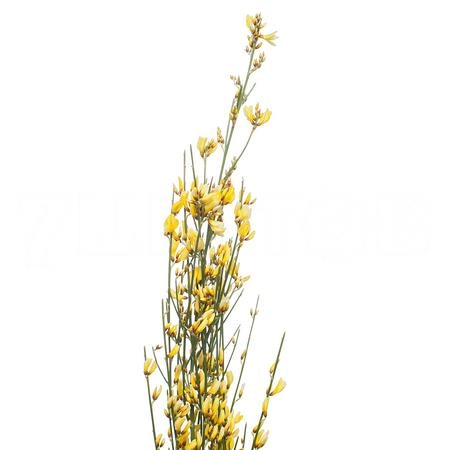 Genista tinted yellow