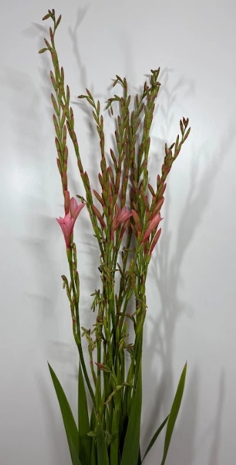 Watsonia pink