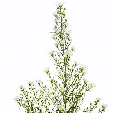 Aster monte cassino | Wholesale flowers, plants and supplies Aster monte cassino