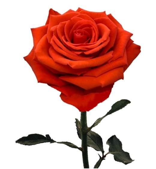 Rose nina | Wholesale flowers, plants and supplies Rose nina