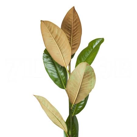 Blad Magnolia | Wholesale flowers, plants and supplies Blad Magnolia