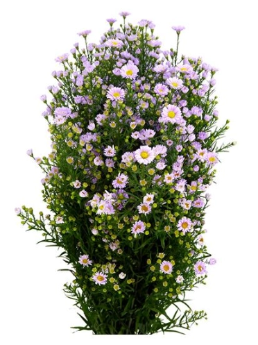Aster claudia | Wholesale flowers, plants and supplies Aster claudia
