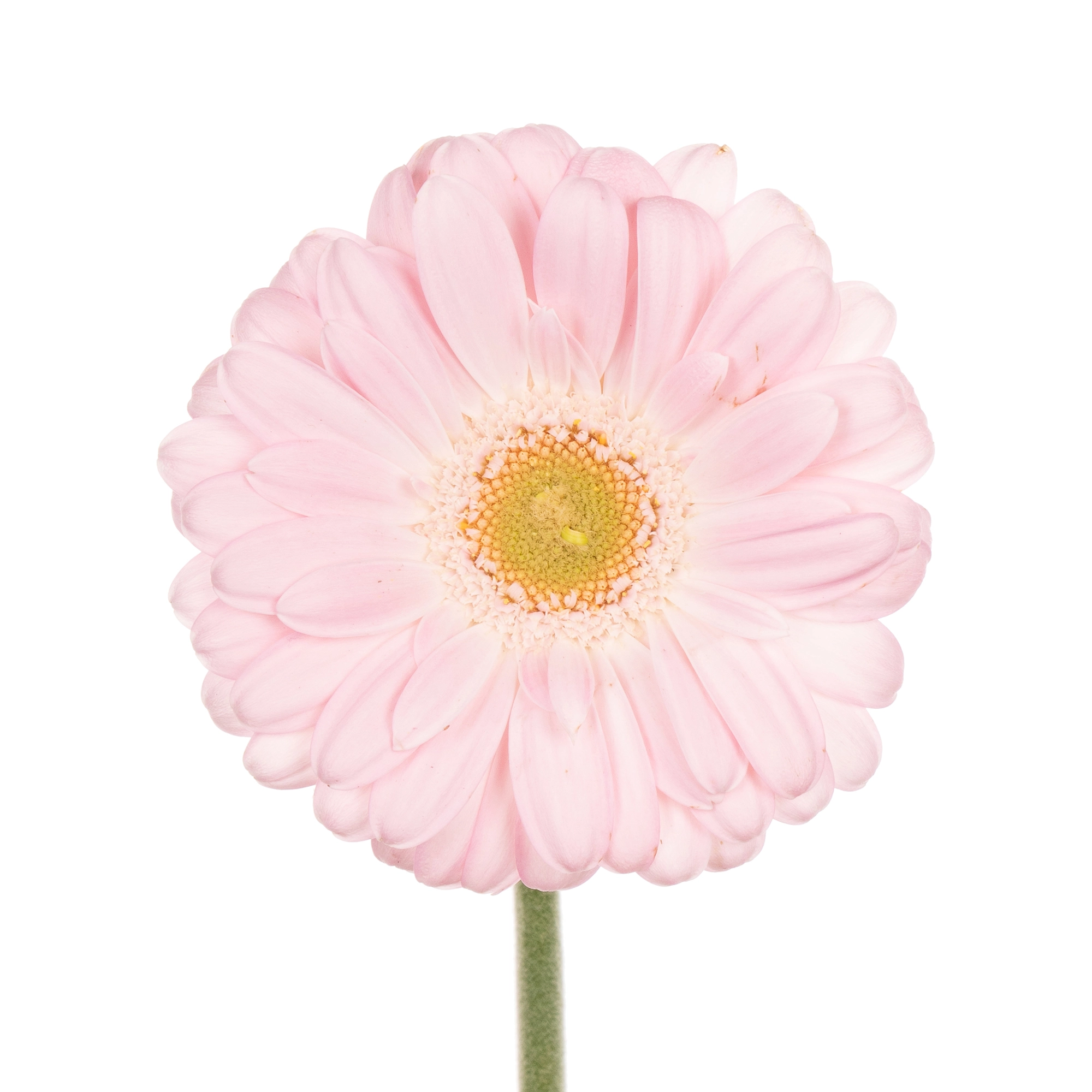 Gerbera mini the bride