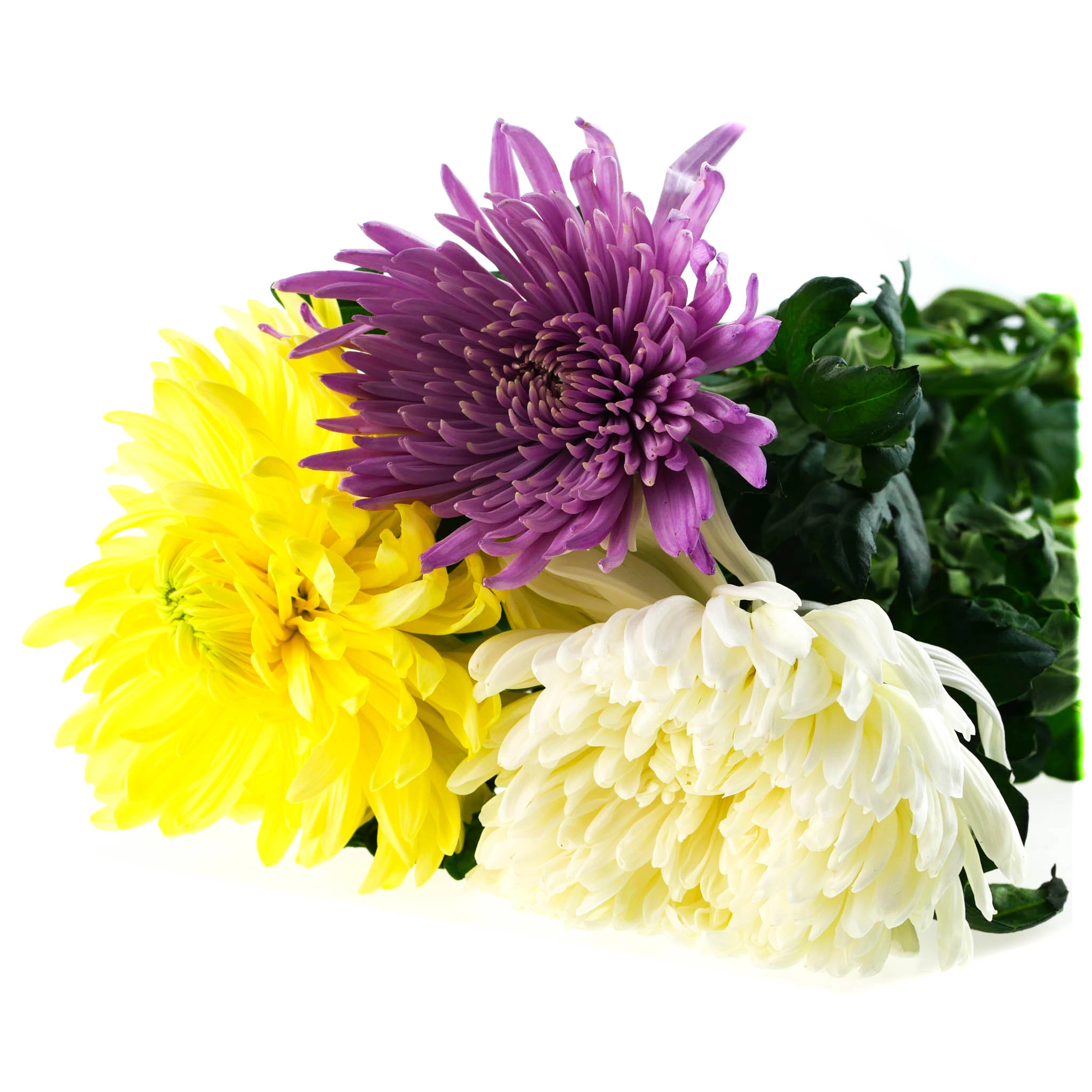 Chrysanthemum mix