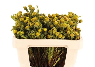 Leucadendron tortum yellow | Wholesale flowers, plants and supplies Leucadendron tortum yellow