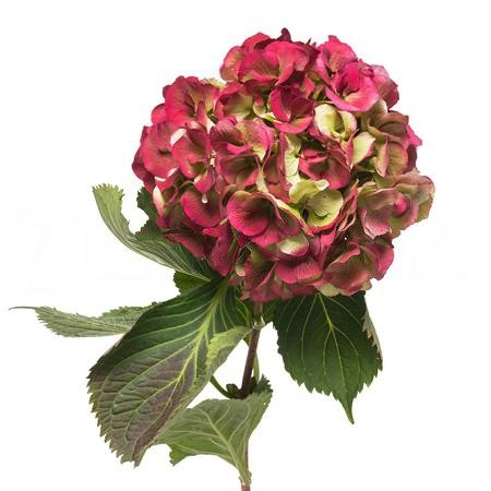 Hydrangea elbtal classic red