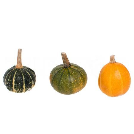 Cucurbita pepo mix