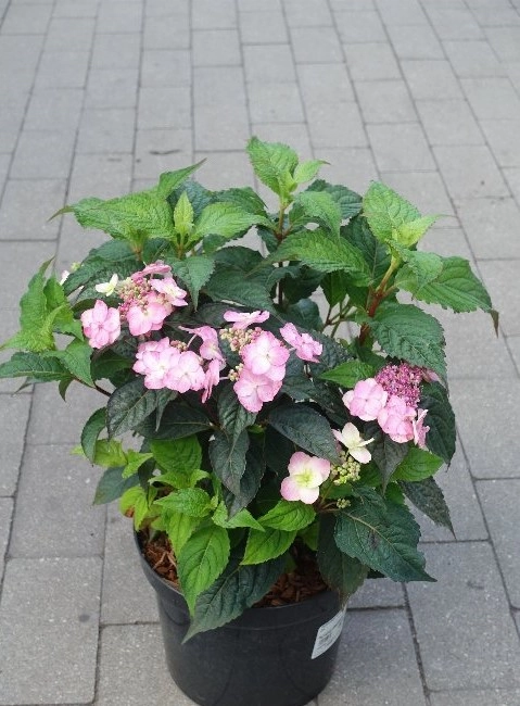 Ceramic pot