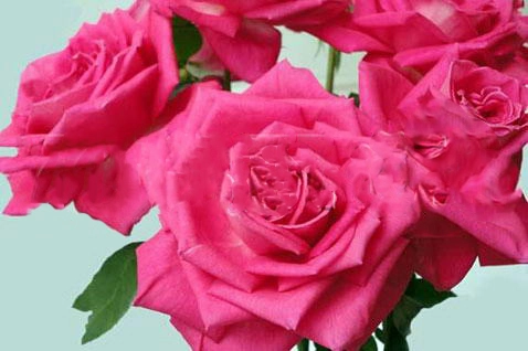 Rose lolita lempicka