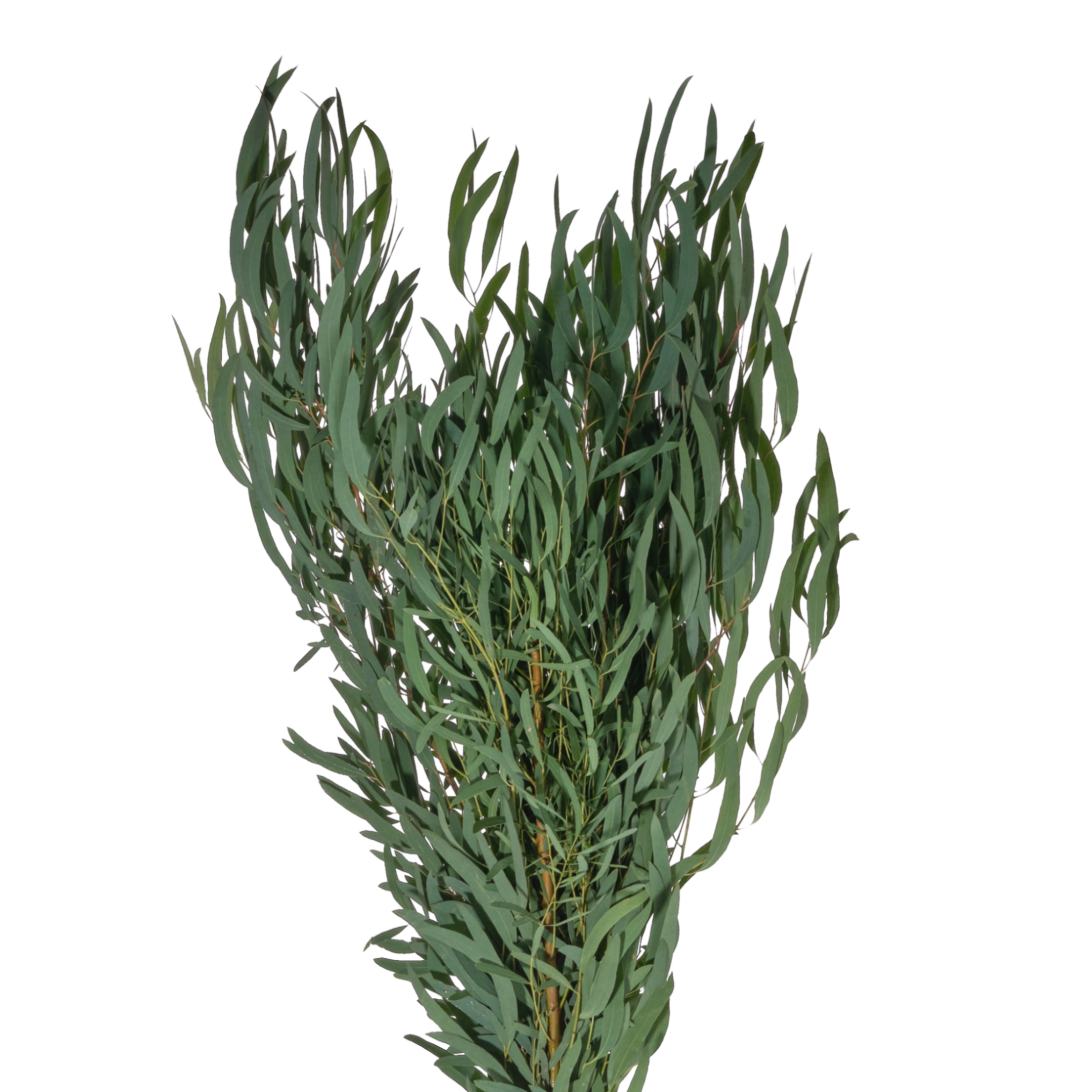Blad Eucalyptus nicoli