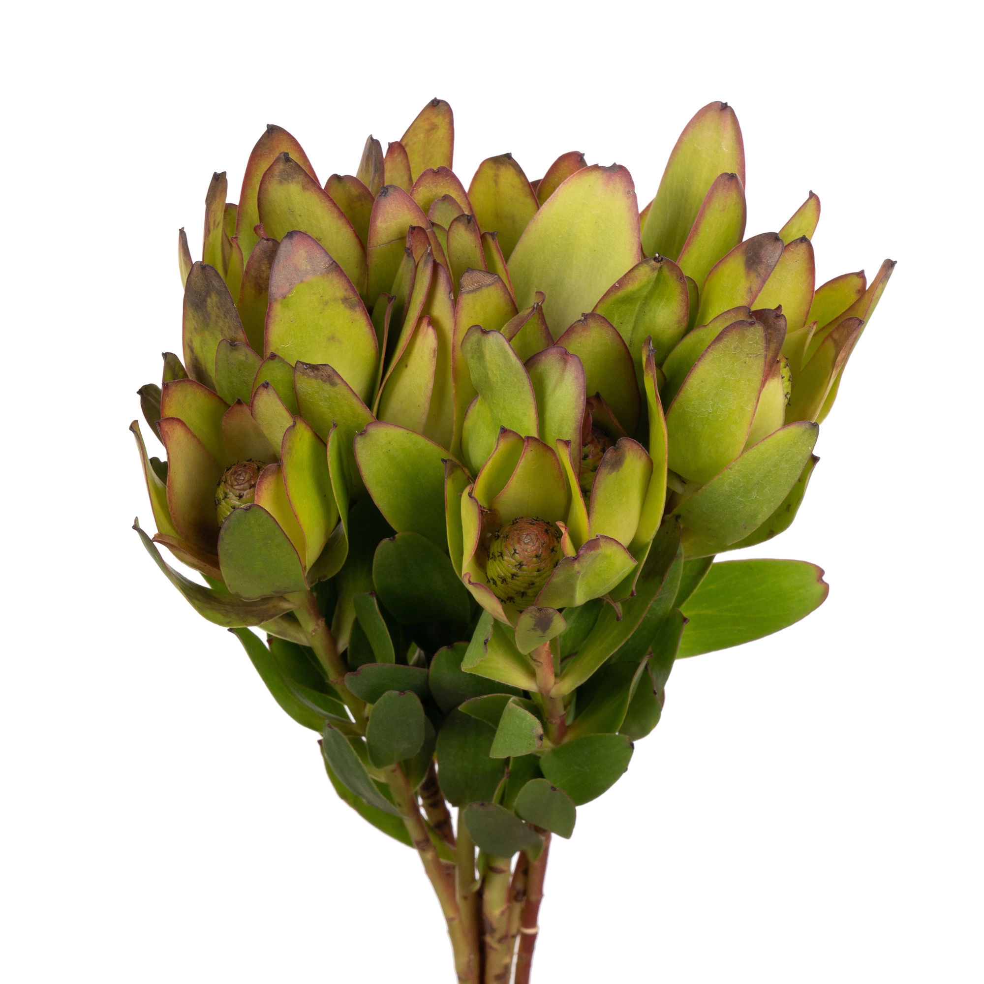 Leucadendron safari goldstrike
