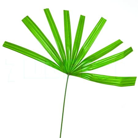 Blad Chamaerops