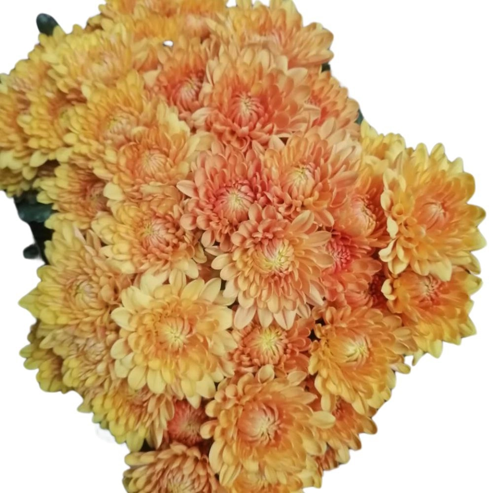 Chrysanthemum spray viceroy
