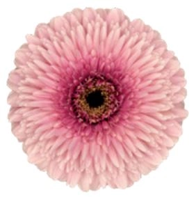 Gerbera mayball