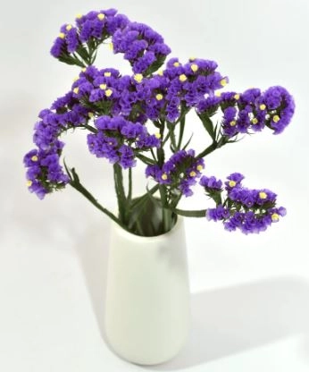 Statice sinzi lilac