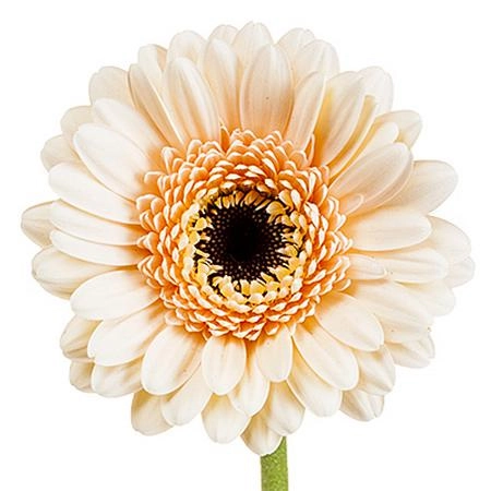 Gerbera mini cafe