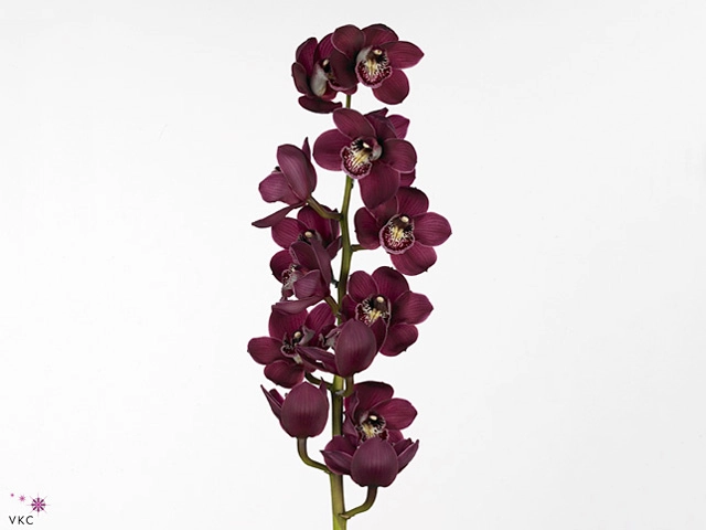 Cymbidium beauty queen chantal