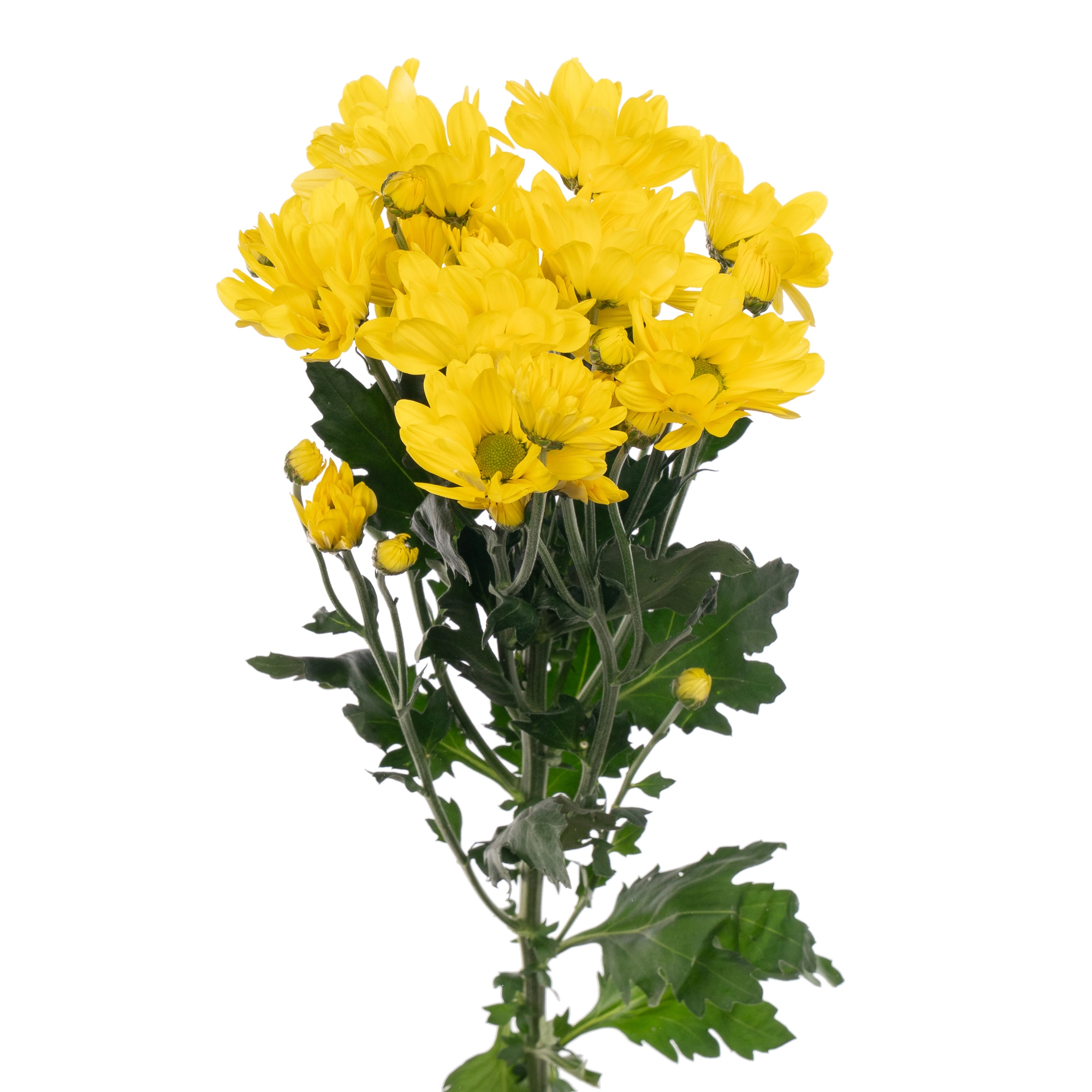 Chrysanthemum spray celebrate