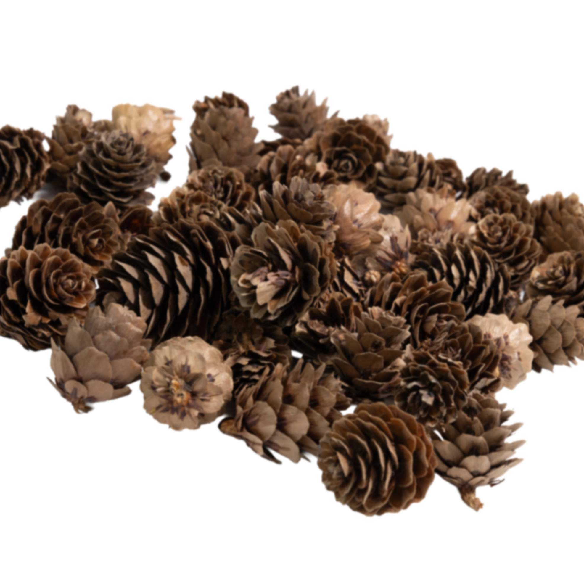 Pine cones, 50 pcs