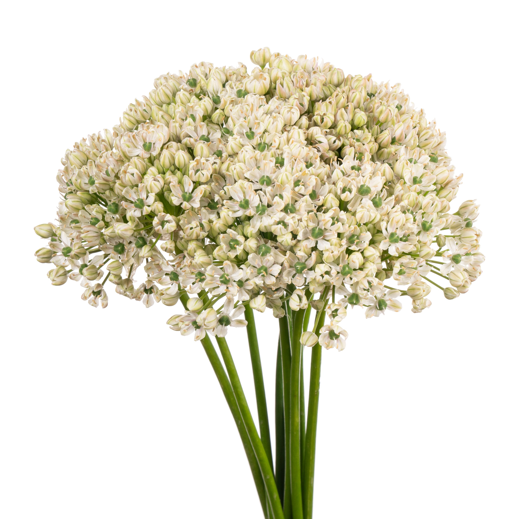 Allium nigrum