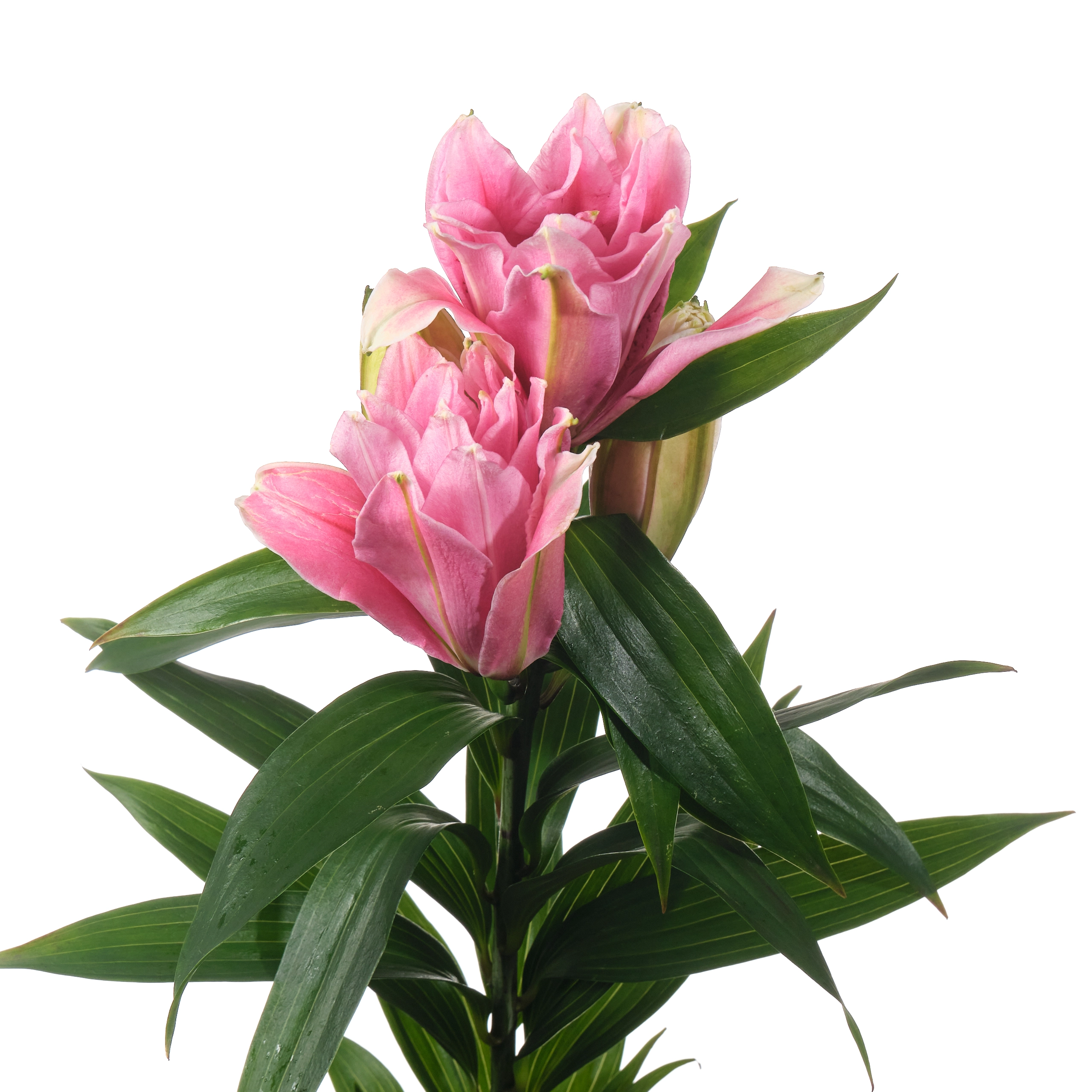 Lilium or roselily viola