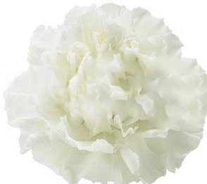 Carnation randal