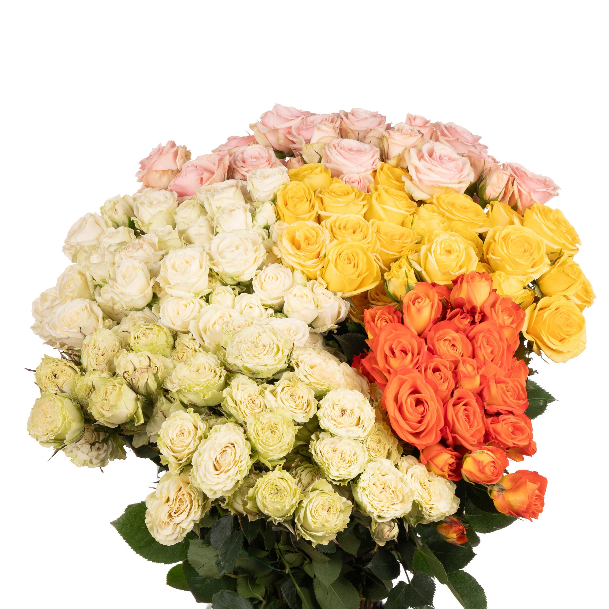 Rose spray mix | Wholesale flowers, plants and supplies Rose spray mix
