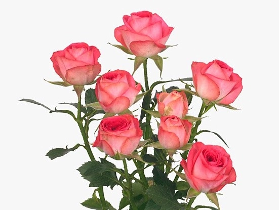 Rose spray fabiola