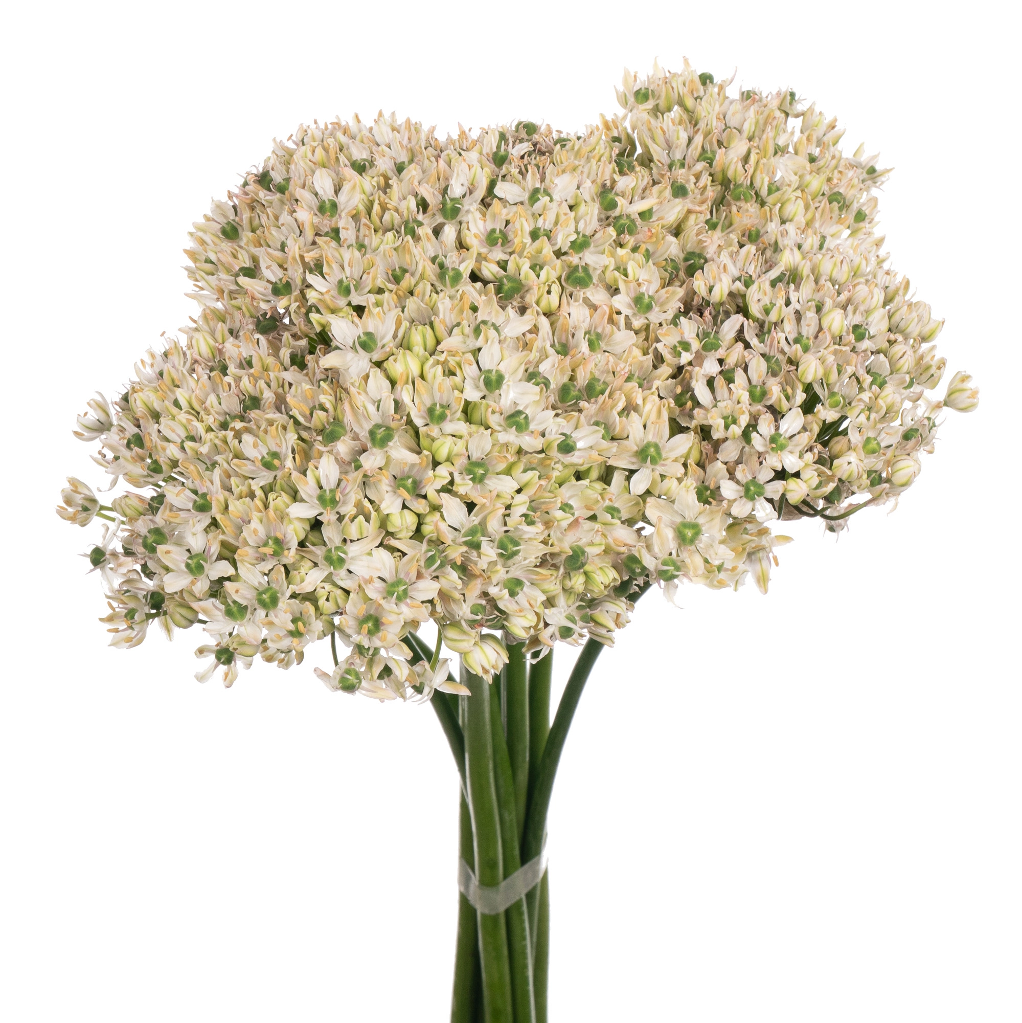 Allium nigrum
