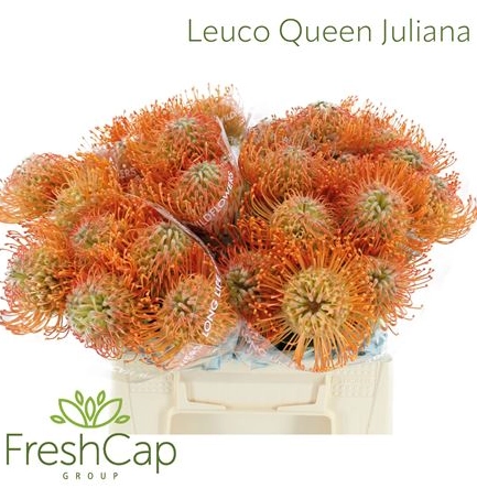 Leucospermum queen juliana